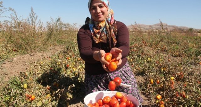 Türkiye'de bir ilk, çiftçi kadınlar domatesten un yaptı Türkiye'de bir ilk, çiftçi kadınlar domatesten un yaptı