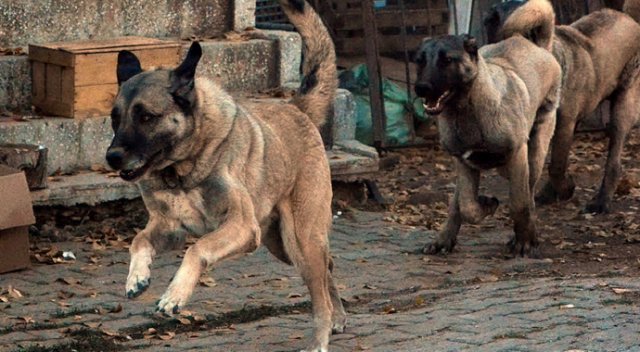 150 yıllık secereli 'Panter Kangal' ırkını Uşak'ta yetiştiriyor 150 yıllık secereli 'Panter Kangal' ırkını Uşak'ta yetiştiriyor