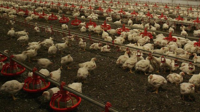 Almanya&#039;da kuş gribi hızla yayılıyor