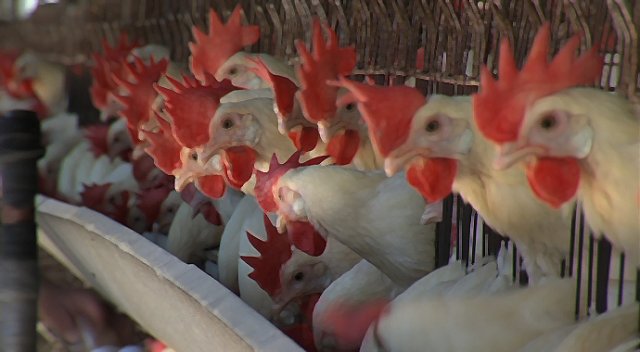 Almanya&#039;da kuş gribi ortaya çıktı
