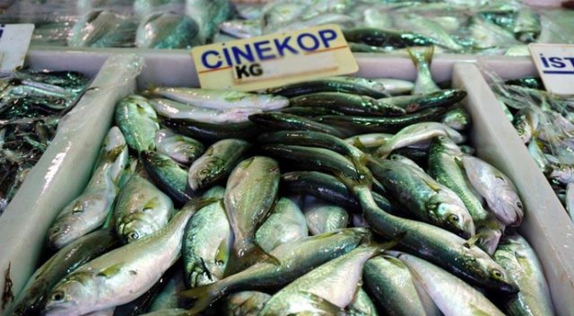 Balıkçıların yüzü çinekopla gülüyor