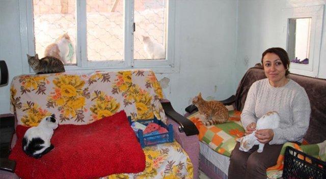İki katlı evini sokak kedilerine tahsis etti İki katlı evini sokak kedilerine tahsis etti