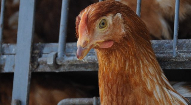 İsviçre tavuklara ’kümes’ hapsi İsviçre tavuklara ’kümes’ hapsi