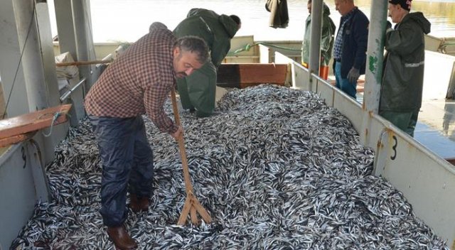 Karadeniz'den 100 ton hamsi çıktı