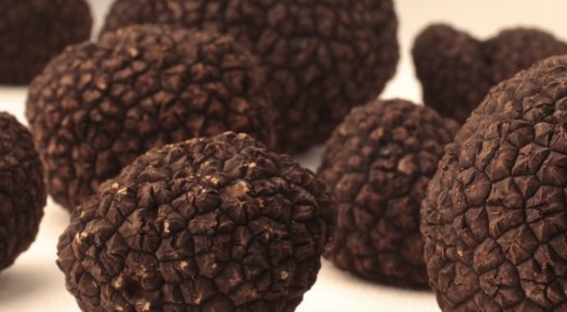 Karadeniz ekonomisine trüf dopingi geliyor Karadeniz ekonomisine trüf dopingi geliyor