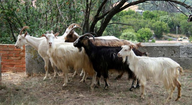 Kırıkhan'da 41 adet kaçak keçi yakalandı Kırıkhan'da 41 adet kaçak keçi yakalandı