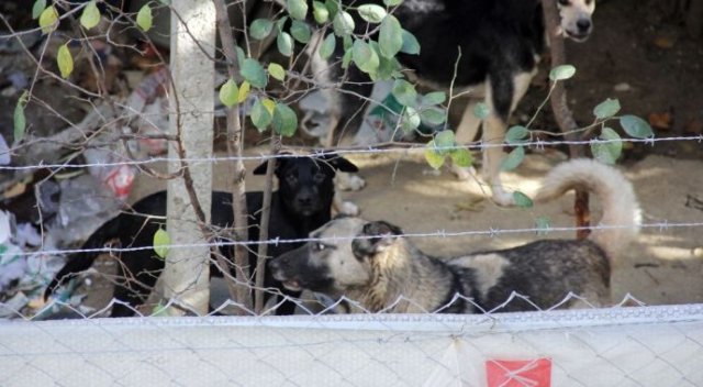 Mahalleli köpekler yüzünden dışarı çıkamıyor Mahalleli köpekler yüzünden dışarı çıkamıyor