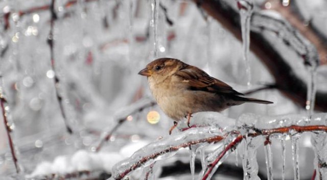 Meteorolojiden 4 il için zirai don uyarısı Meteorolojiden 4 il için zirai don uyarısı