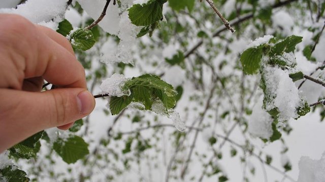 Meteorolojiden 5 il için zirai don ve buzlanma uyarısı