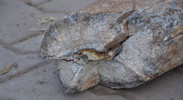 Nevşehir'de fil dişi fosili bulundu Nevşehir'de fil dişi fosili bulundu