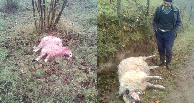 Ordu Korgan&#039;da aç kurtlar 17 koyunu telef etti