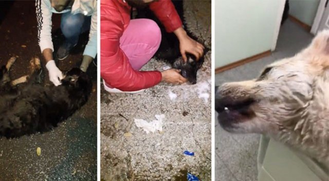 Sapanca&#039;da sokak köpeklerinin zehirlendiği iddiası