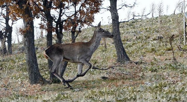 Tedavi edilen kızıl geyik doğaya bırakıldı Tedavi edilen kızıl geyik doğaya bırakıldı