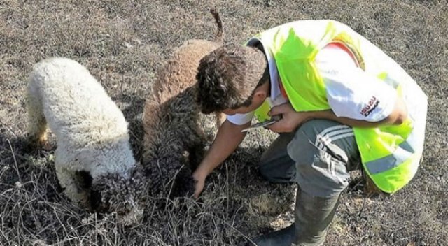 Trüf Mantarı'nı köpekler buldu, kilosu 3 bin 500 euro Trüf Mantarı'nı köpekler buldu, kilosu 3 bin 500 euro