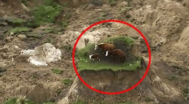 Yeni Zelanda'da mahsur kalan inekler kurtarıldı Yeni Zelanda'da mahsur kalan inekler kurtarıldı