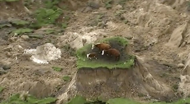 Yeni Zelanda&#039;daki depremde inekler dağda mahsur kaldı