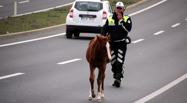 Yola çıkan sahipsiz atlar trafiği aksattı