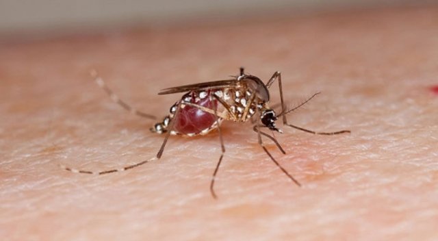 Zika virüsü için 'küresel acil durum' kaldırıldı Zika virüsü için 'küresel acil durum' kaldırıldı