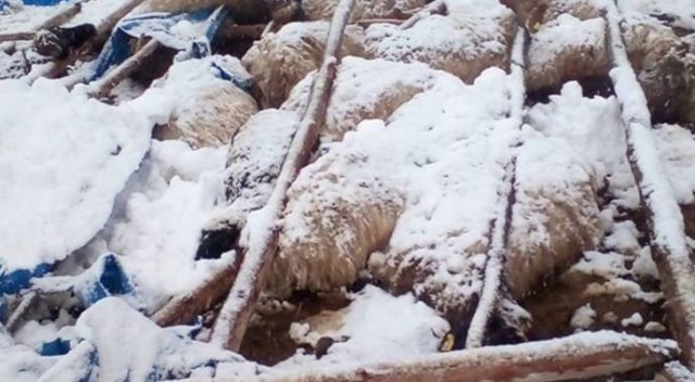 Ağılın çatısı çöktü, 125 hayvan telef oldu