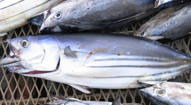 Balık fiyatları altınla yarışıyor Balık fiyatları altınla yarışıyor