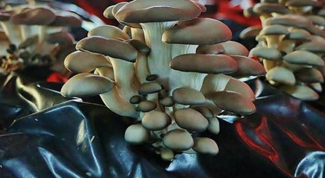 Ek iş olarak başladılar, 20 tonluk üretime ulaştılar