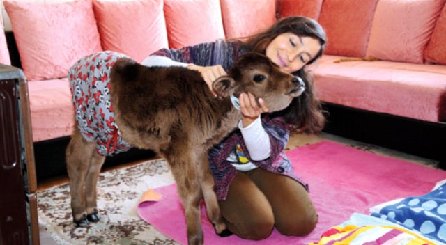 Evinde buzağı besliyor Evinde buzağı besliyor
