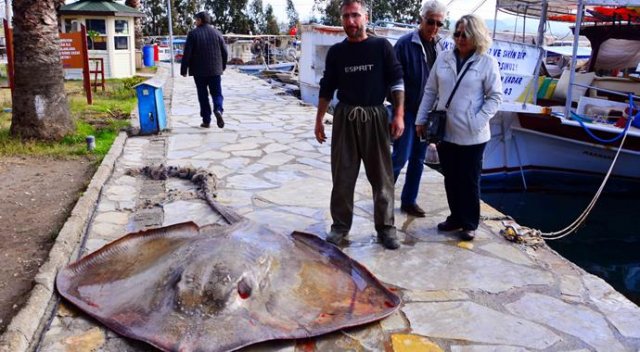 Gökova Körfezi'nde 200 kiloluk vatoz yakalandı Gökova Körfezi'nde 200 kiloluk vatoz yakalandı