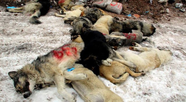 Hakkari’de köpek leşlerini köpekler yiyor