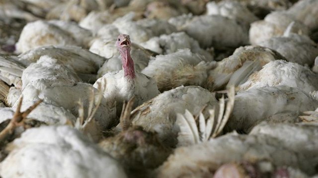 İngiltere'de kuş gribi vakası görüldü İngiltere'de kuş gribi vakası görüldü