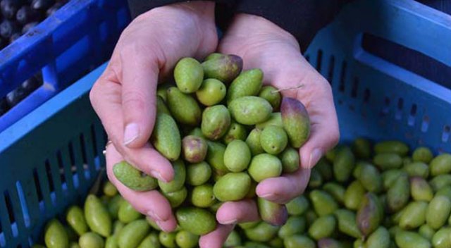 Kalamata zeytini sofraların baş tacı