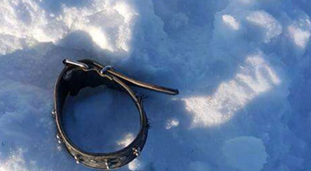 Kelkit’te aç kurtlar 3 köpeği parçaladı
