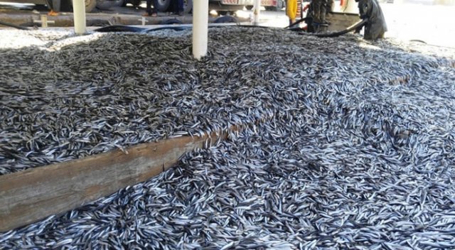 Limana 350 ton hamsi ile geldiler Limana 350 ton hamsi ile geldiler