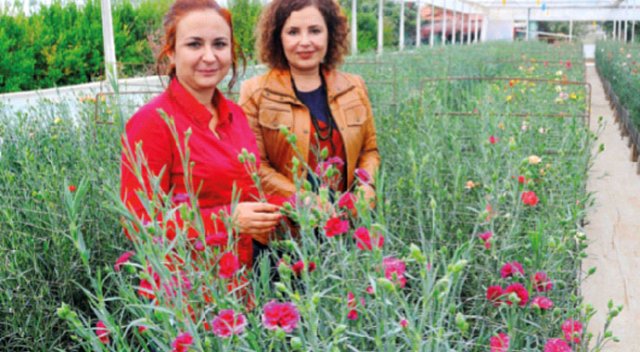 Milli karanfil Likya tescilleniyor Milli karanfil Likya tescilleniyor