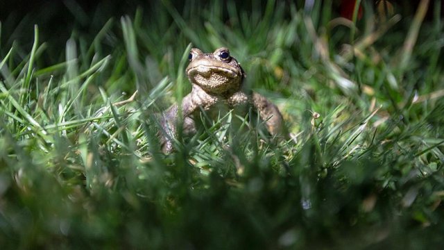AB ülkeleri 'kurbağa bacağı'na milyonlar ödedi