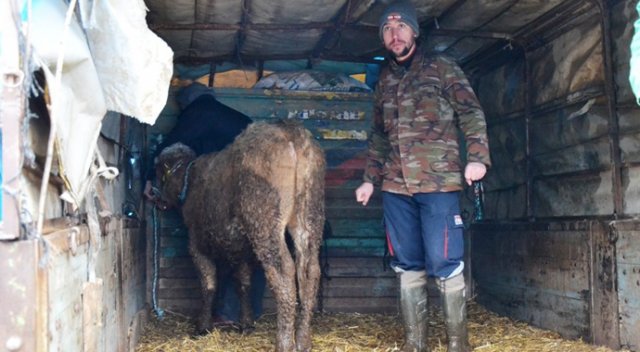 Biga&#039;da köylülere 216 adet inek dağıtıldı