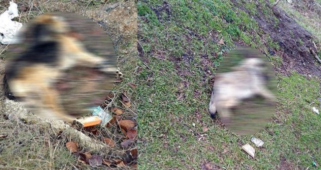 İki köpek başlarına sert cisimle vurularak öldürüldü İki köpek başlarına sert cisimle vurularak öldürüldü