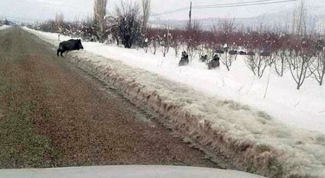 Isparta&#039;da aç kalan domuzlar şehre indi