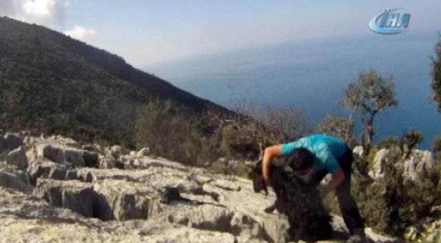 Kayalıklara sıkışan keçiyi doğa sporcusu kurtardı