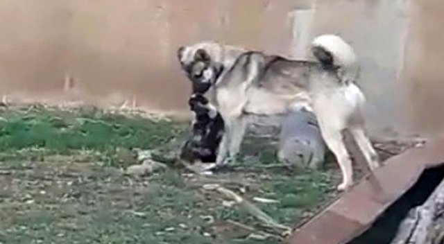 Kedi ile köpeğin kıskandıran dostluğu Kedi ile köpeğin kıskandıran dostluğu