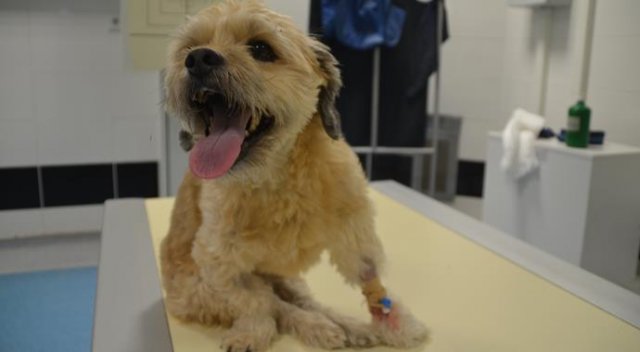 Köpeğe bel fıtığı ameliyatı yapıldı Köpeğe bel fıtığı ameliyatı yapıldı