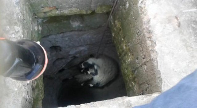 Kuyuya düşen koyun itfaiye tarafından kurtarıldı Kuyuya düşen koyun itfaiye tarafından kurtarıldı