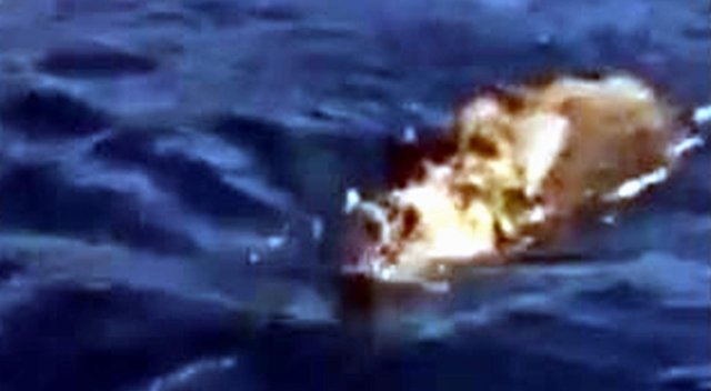 Muğla'da balıkçılar denizin ortasında domuz gördü Muğla'da balıkçılar denizin ortasında domuz gördü