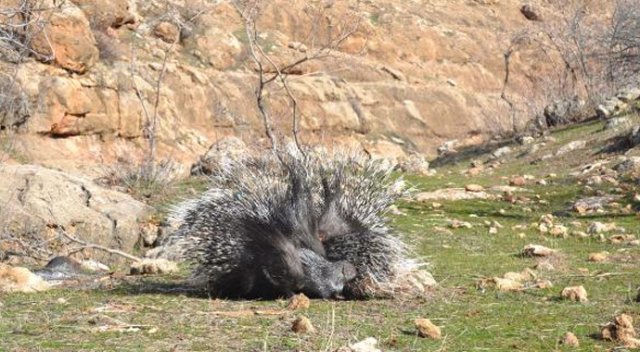Oklu kirpi baraj gölündeki çalışmayı durdurdu