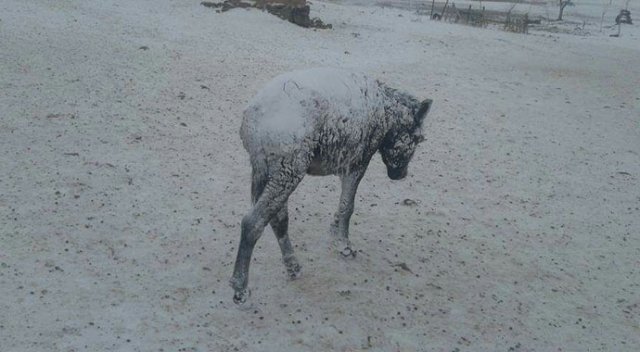 Şanlıurfa’da eşekler dondu Şanlıurfa’da eşekler dondu