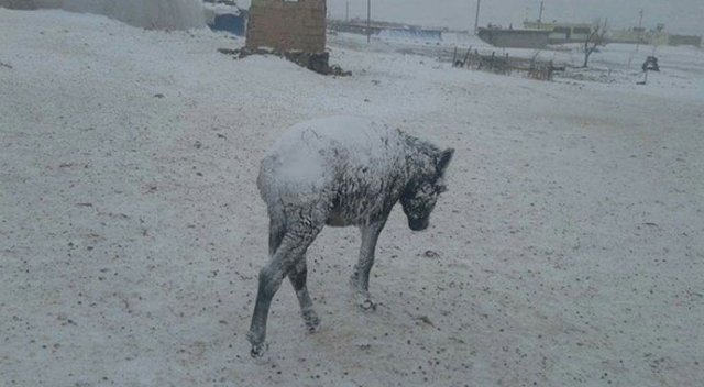 Şanlıurfa'da şoke eden görüntü! Hepsi dondu Şanlıurfa'da şoke eden görüntü! Hepsi dondu
