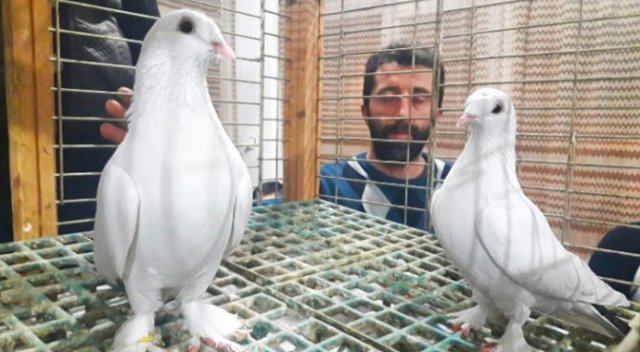 Türkiye'de sadece 7 çift var, araba fiyatına satıldı Türkiye'de sadece 7 çift var, araba fiyatına satıldı