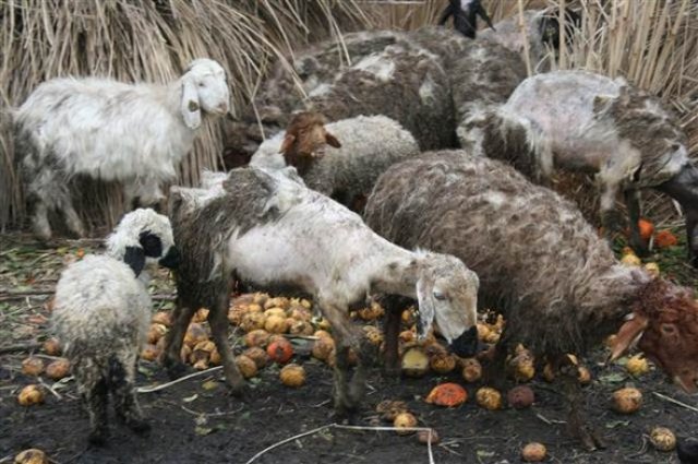 Veterineri şoke eden görüntü!