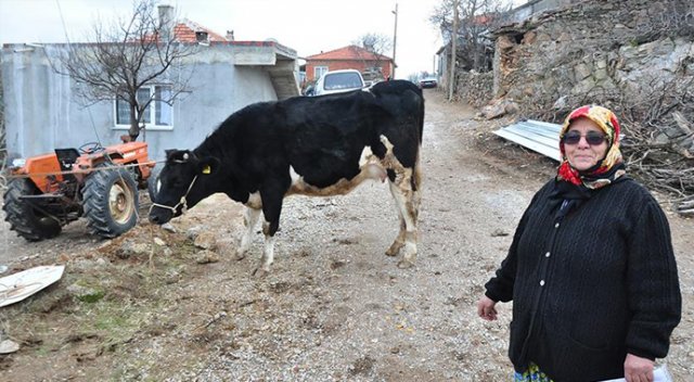 "Alaca"sına ağlayan Fatma ninenin yüzü güldü "Alaca"sına ağlayan Fatma ninenin yüzü güldü