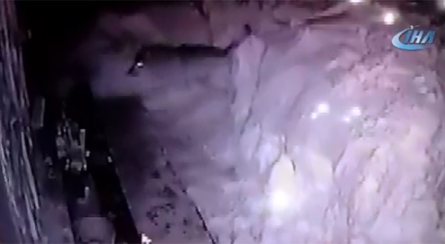 Aç kalan kurtlar köpeği parçaladı