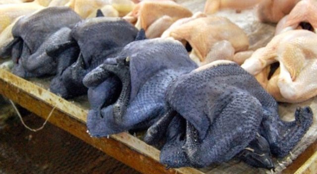 Ayam Cemani cinsi tavuklar normal tavuklardan çok farklı Ayam Cemani cinsi tavuklar normal tavuklardan çok farklı
